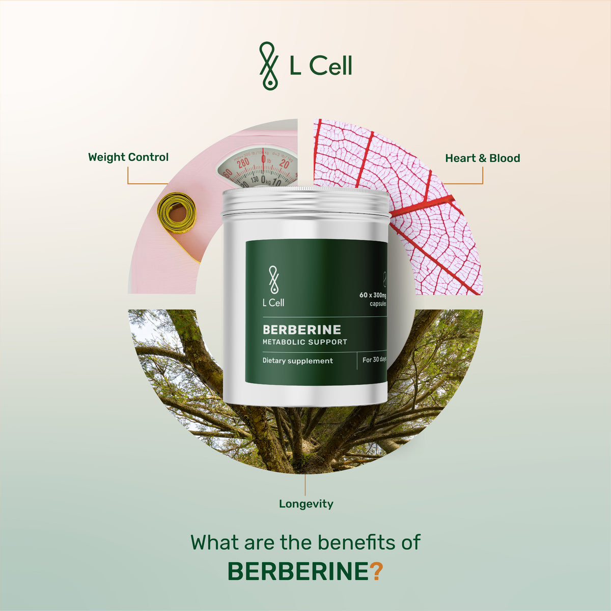 Berberine Powder 42g (60 servings, >98% purity)