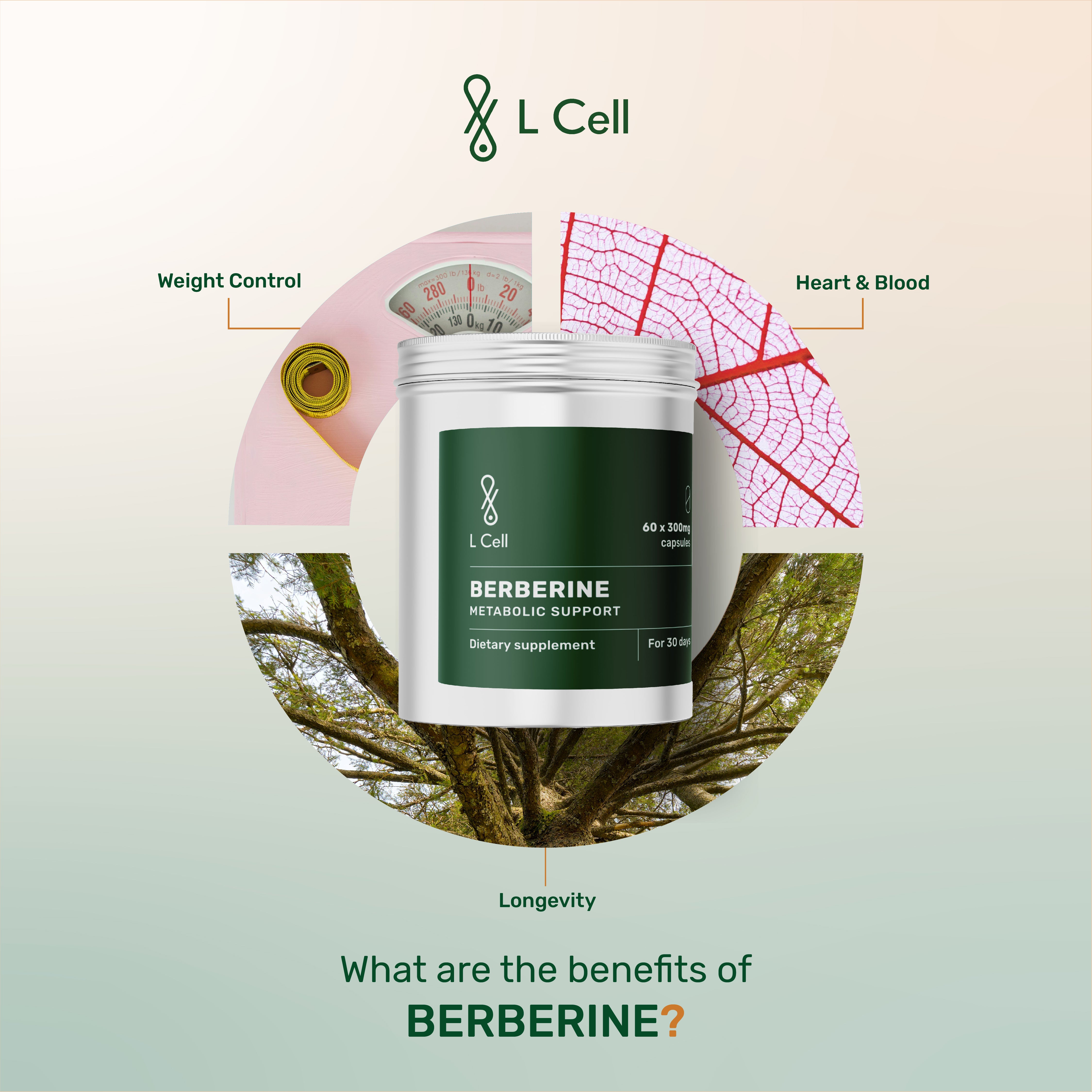 Berberine Powder 42g (60 servings, >98% purity)