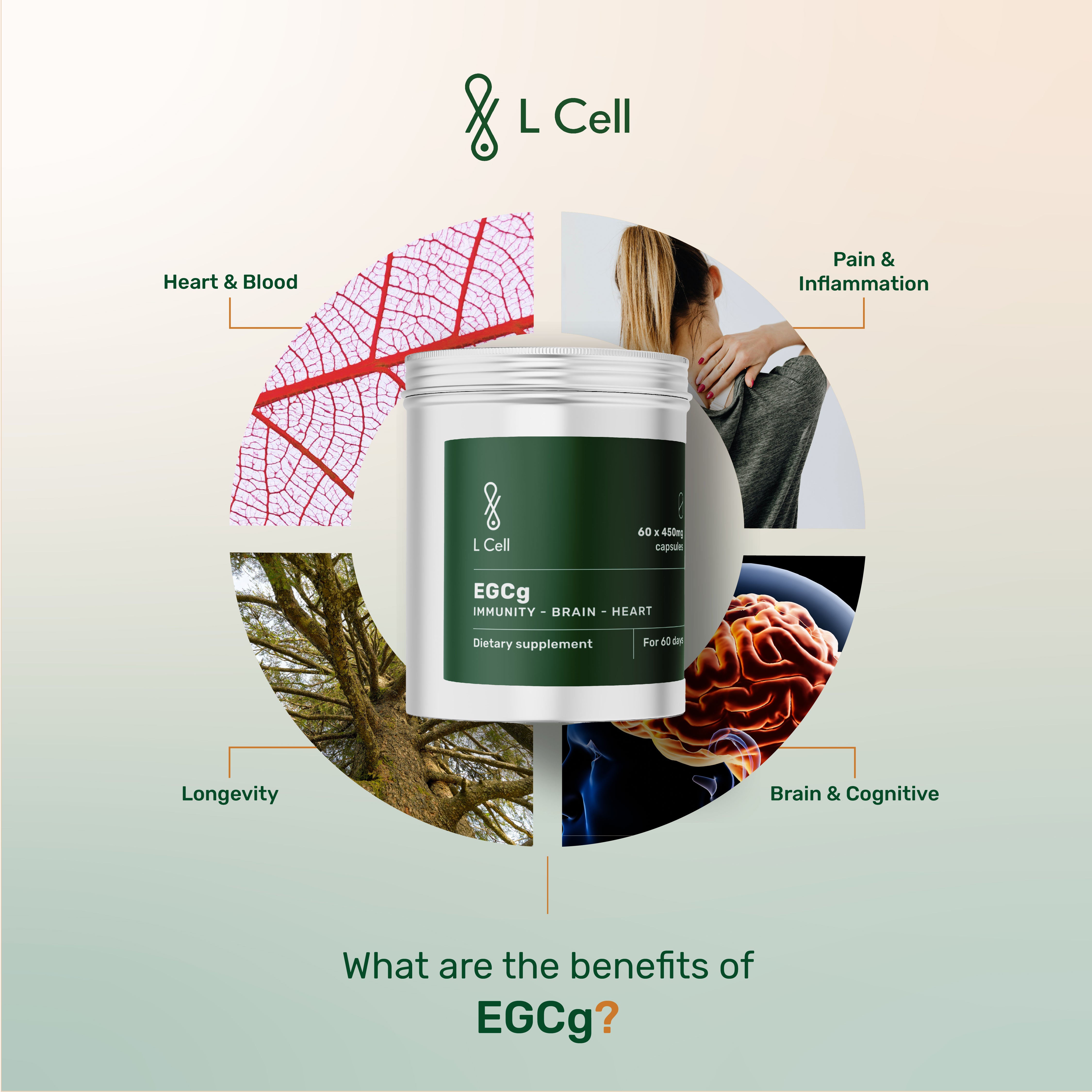 EGCg Powder 30g (60 servings, >90% purity)