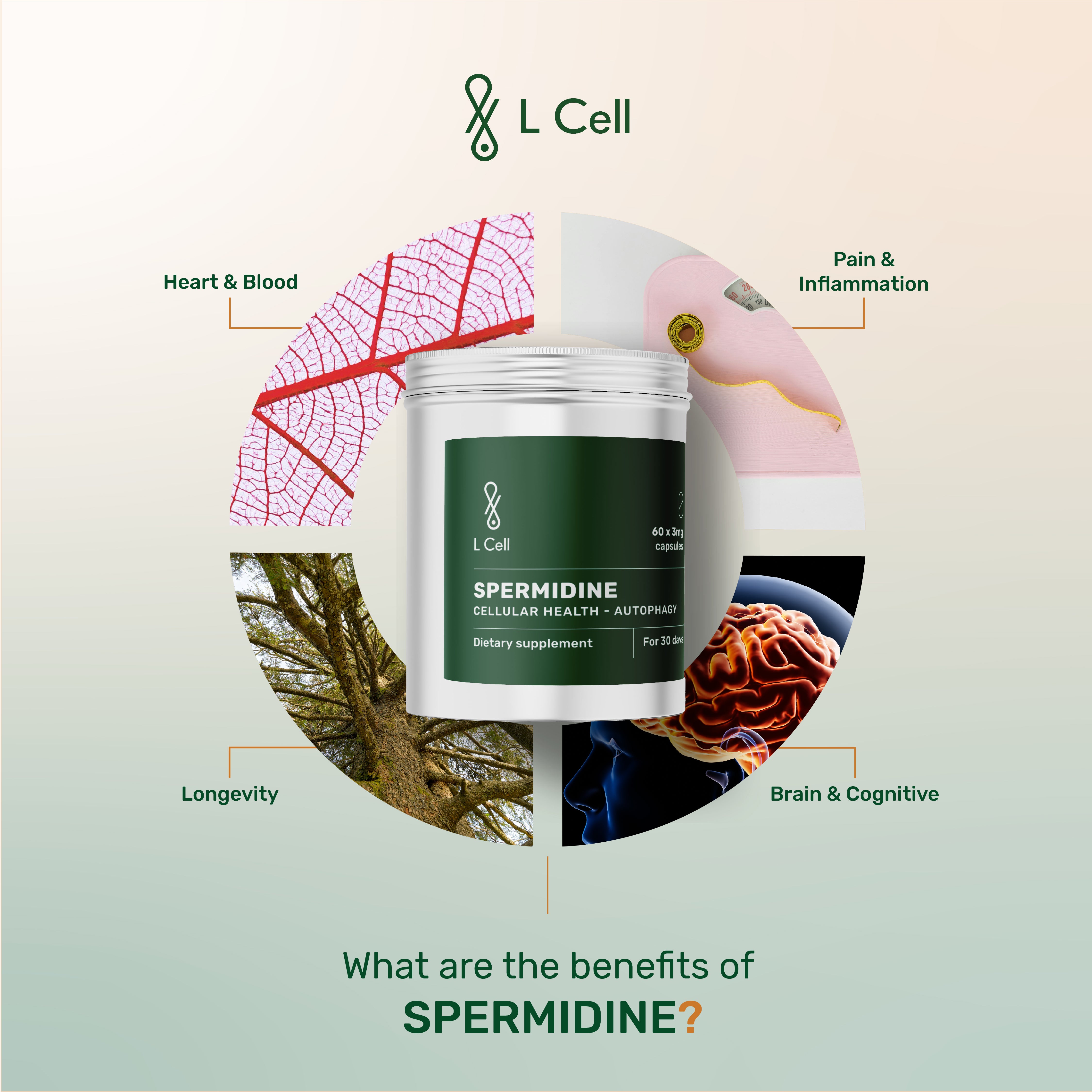 Spermidine Powder 15g (30 servings, 1.2% concentration)