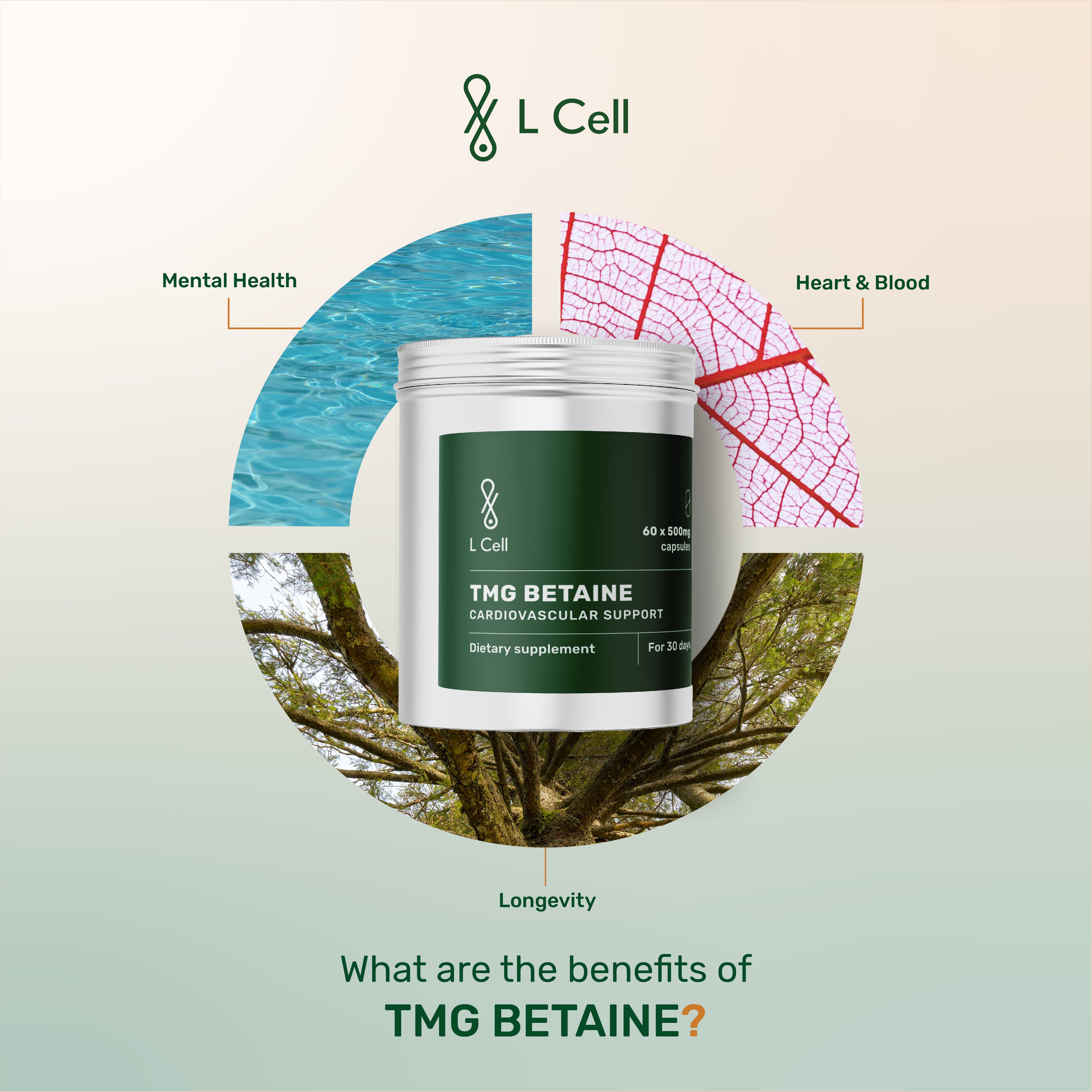 TMG Betaine Anhydrous Powder 90g (90 servings, >98% purity)